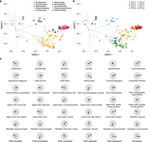 Phylo-functional space of proboscideans Species coloured according to ...