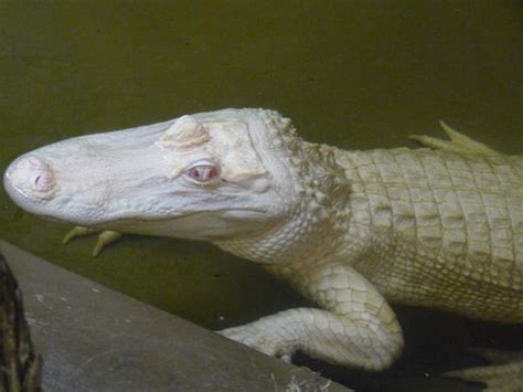 Albino Crocodile by FarFallaLoduca on DeviantArt