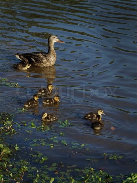 New baby ducklings with mother is a ... | Stock image | Colourbox