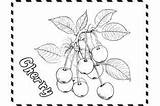 Cherry Coloring Page For Kids Graphic By MyCreativeLife · Creative Fabrica sketch template