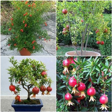 how to prune a pomegranate tree in a pot - Jerold Maupin