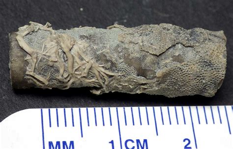 Louisville Fossils and Beyond: Bryozoan Holdfasts Anchored on Crinoid Fossil Stem