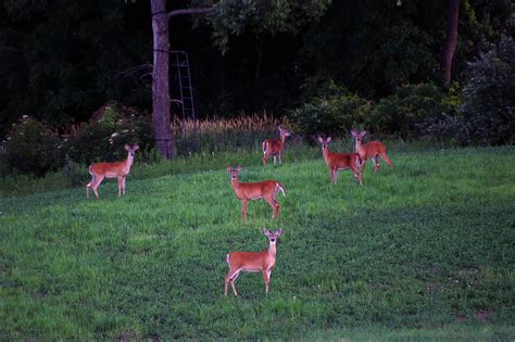 Managing Wildlife to Save Our Forests | Free air pumps near me