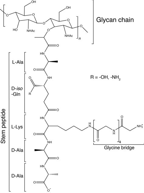 S. aureus peptidoglycan monomer structure. The PG glycan chain is... | Download Scientific Diagram
