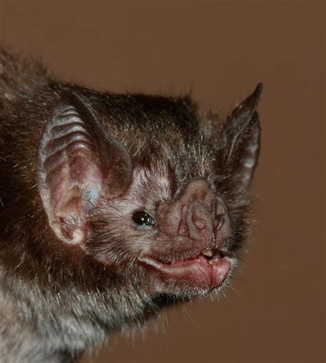 The Common Vampire Bat (Desmodus rotundus) has one of the largest ...