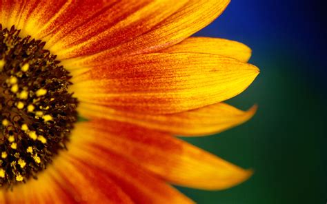 A Sunflower Wallpaper, HD Artist 4K Wallpapers, Images and Background ...