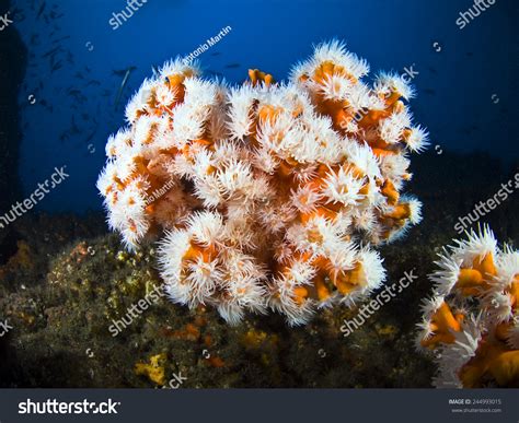 Mediterranean Marine Life, Typical Underwater Envvironment Of The ...