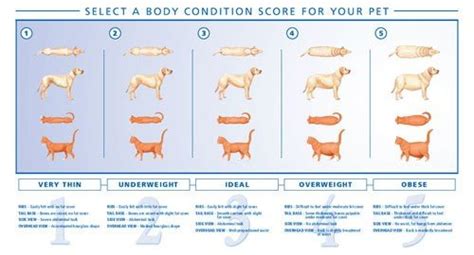 Body Condition Chart