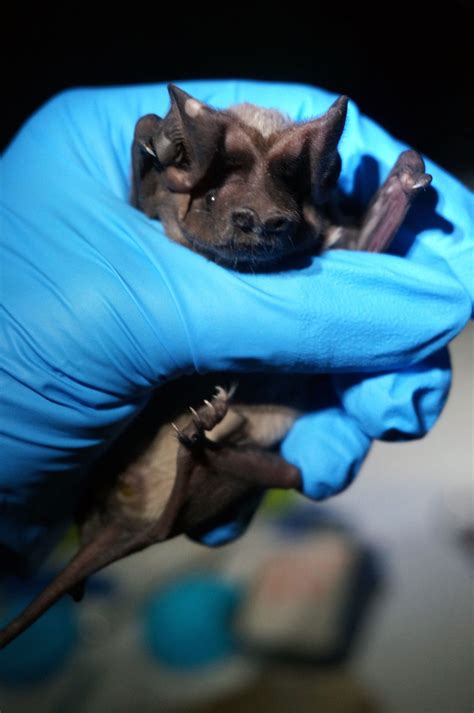 Eek! Bat Populations Are Shrinking. Here Are A Few Ways to Help - YES ...