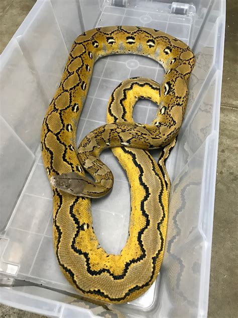 Proven Sun Platty Het Renick Ghost Reticulated Python by Warren Reptiles - MorphMarket