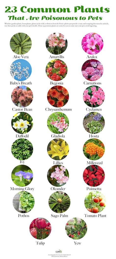 Which Plants Are Poisonous For Dogs