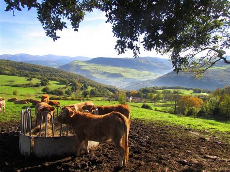 ¿Qué es la ganadería ecológica y por qué deberías apostar por ella? – El Blog de Aviporto