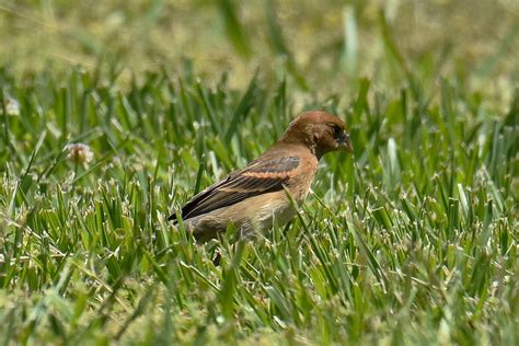 Female Blue Grosbeak | Great Bird Pics