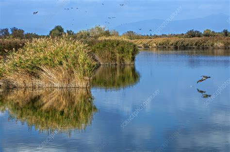 Marshland - Stock Image - C058/2395 - Science Photo Library