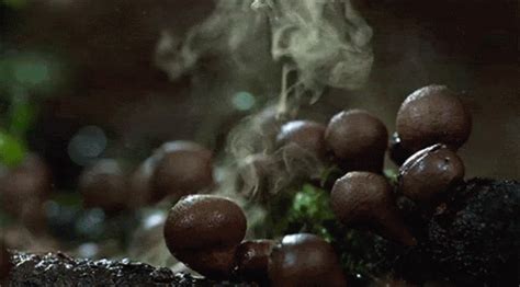 Spores Mushroom GIF - Spores Mushroom Mushroom Spores - 发现和分享 GIF