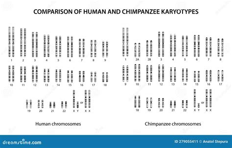 Comparison of Human and Chimpanzee Karyotypes: Similarities and Differences Stock Illustration ...