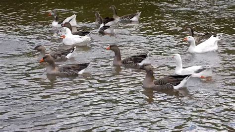 Duck Goose Hybrid - YouTube