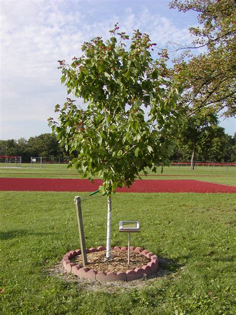 Memorial Tree