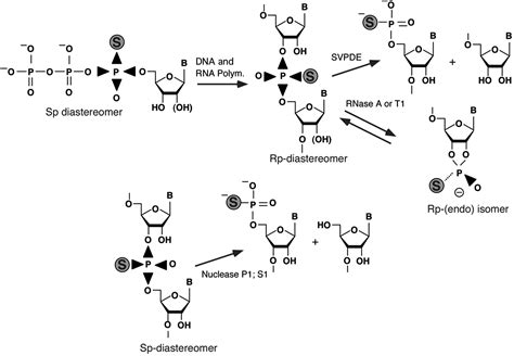 Phosphorothioates, Essential Components of Therapeutic Oligonucleotides ...