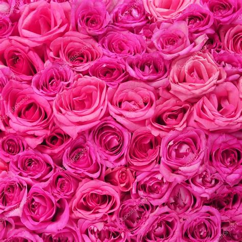 Hot Pink Roses Background Stock Photo by ©Guzel 41595055