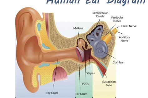 Symptoms, Treatments, and Recovery of Ruptured Eardrum - Health & Detox & Vitamins