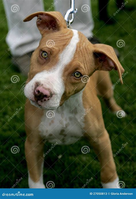 How Much Do Red Nose Pitbull Puppies Cost