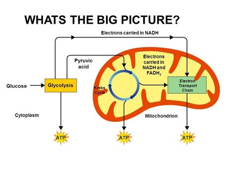 Krebs Cycle Mitochondria | Krebs cycle, Mitochondria, Cycle