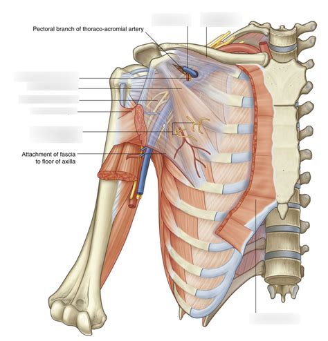 Pectoralis Minor Diagram Diagram | Quizlet