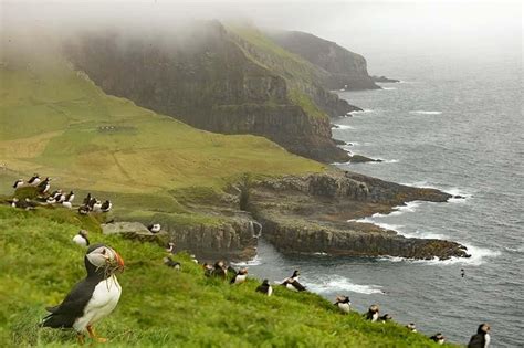 Puffins on Mykines island as seen from Mykinesholmur hike Faroe Islands ...