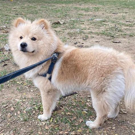 Chow Chow Pomeranian Mix: Your Guide To A Cute Hybrid dog