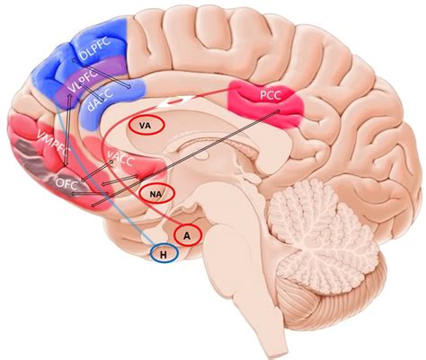 The prefrontal-cingular network in the human brain and association with... | Download Scientific ...