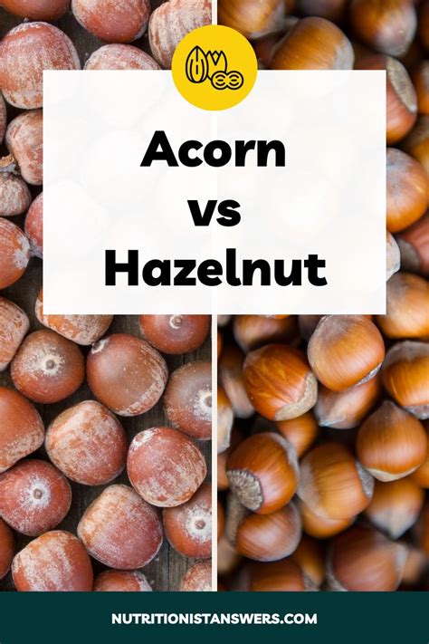 Acorn vs Hazelnut: Taste & Nutrition Comparison | Nutritionist Answers