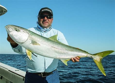 Seriola lalandi - southern yellowtail amberjack, yellowtail kingfish or ...