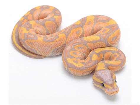 Banana Ktulu - Morph List - World of Ball Pythons