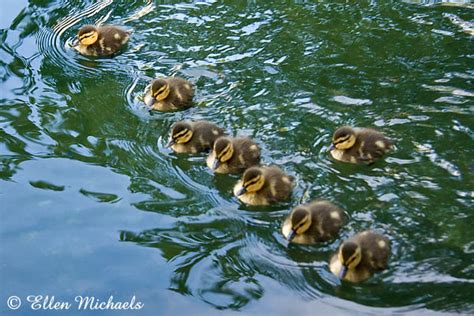 Mallard Ducklings