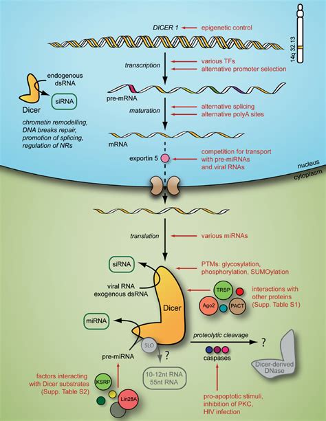 The widespread regulation of Dicer biosynthesis and function in human... | Download Scientific ...