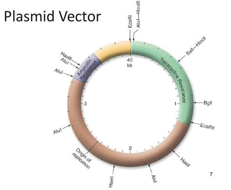 Plasmid Vector Diagram | Quizlet