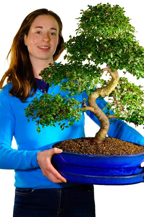 Take a closer look at our Premium range bonsai trees! - Bonsai Trees ...