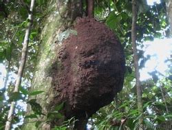 Decomposers - South American Amazon Rainforest