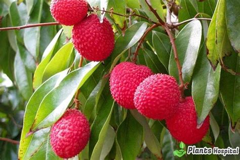 6 Amazing Health Benefits Of Lychee: Nutritional Value & Types And More