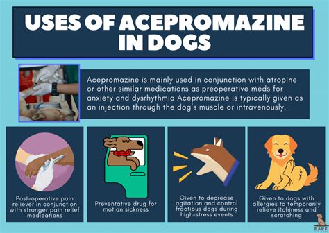 Everything You Need To Know About Acepromazine For Dogs | Bark For More