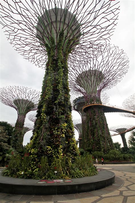 Supertree Grove: A Perfect Balance Between Nature and Technology at Gardens by the Bay in Singapore