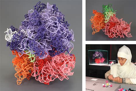 Ribosomes – 3D Molecular Designs