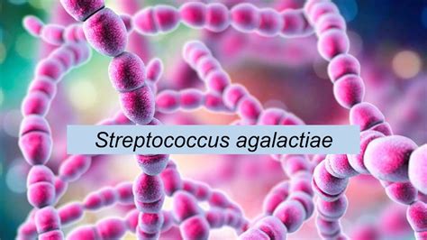 Microbiologia Médica: Streptococcus agalactiae - YouTube