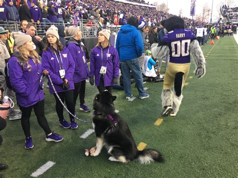 How About the Washington Huskies, D.C.-style? - Sports Illustrated ...