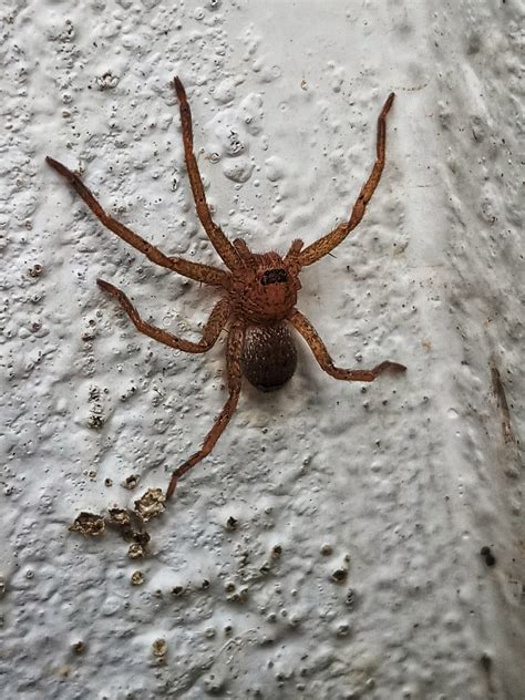 Sparassidae (Giant Crab Spiders) in Trivandrum, India