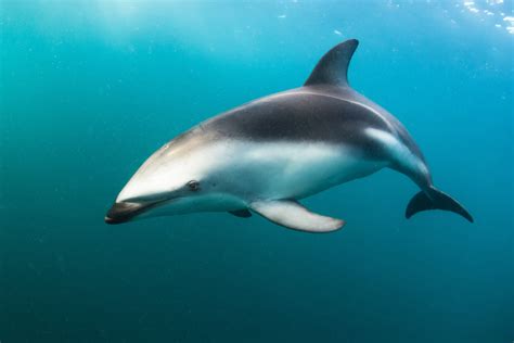 Dusky Dolphin Facts - CRITTERFACTS