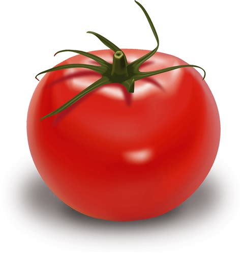 Tomato clipart. Free download transparent .PNG Clipart Library - Clip ...