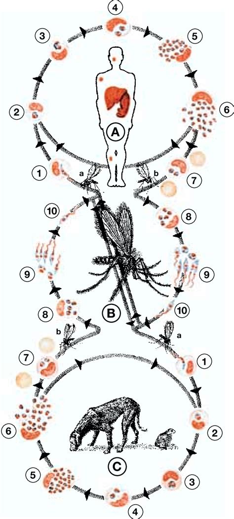 Life cycle of Leishmania A Development in Man: 1 Flagellated L ...