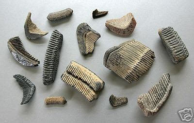 Maryland Shark Teeth and Associated Marine Fossils - St. Mary's, Choptank, and Calvert Formation